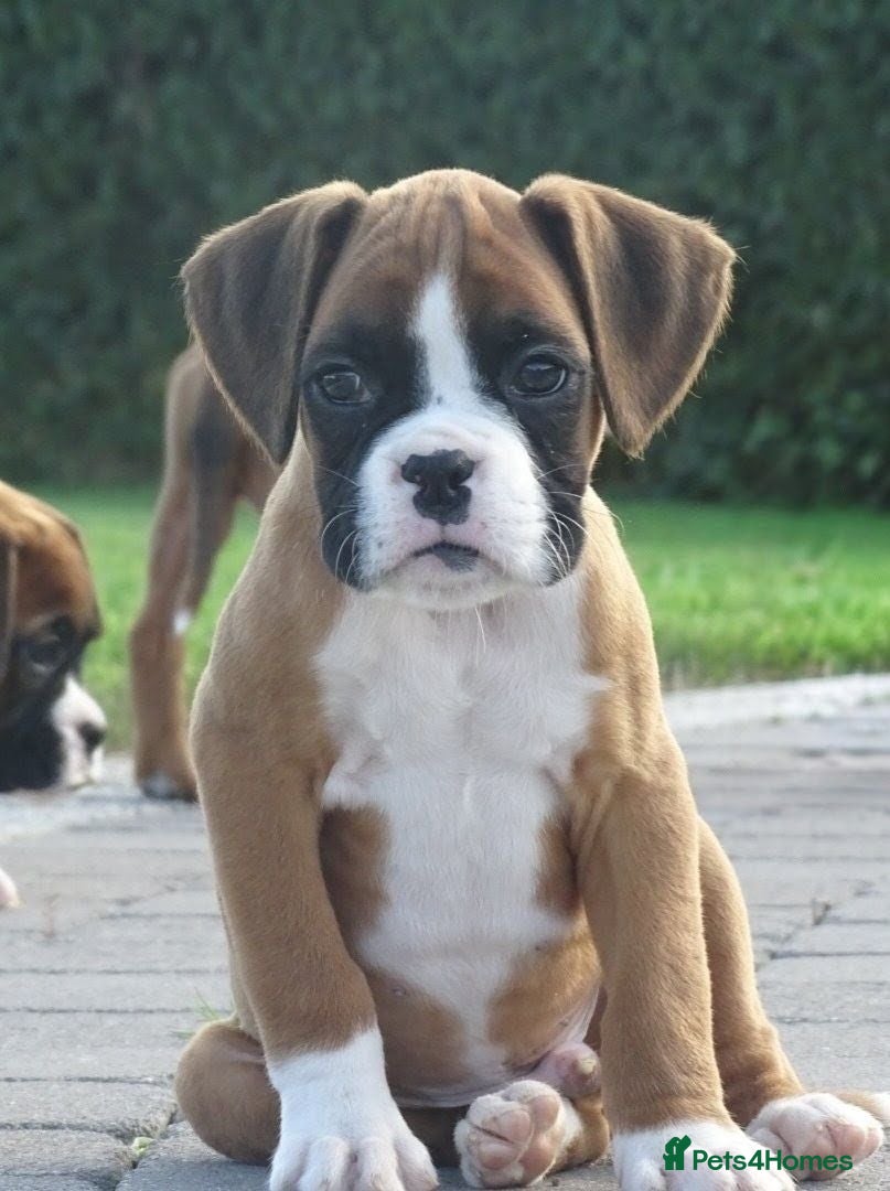 Boxer dogs Beautiful boxer puppies  - Advert 1
