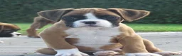 Boxer dogs for sale: Beautiful boxer puppies  - Advert 1
