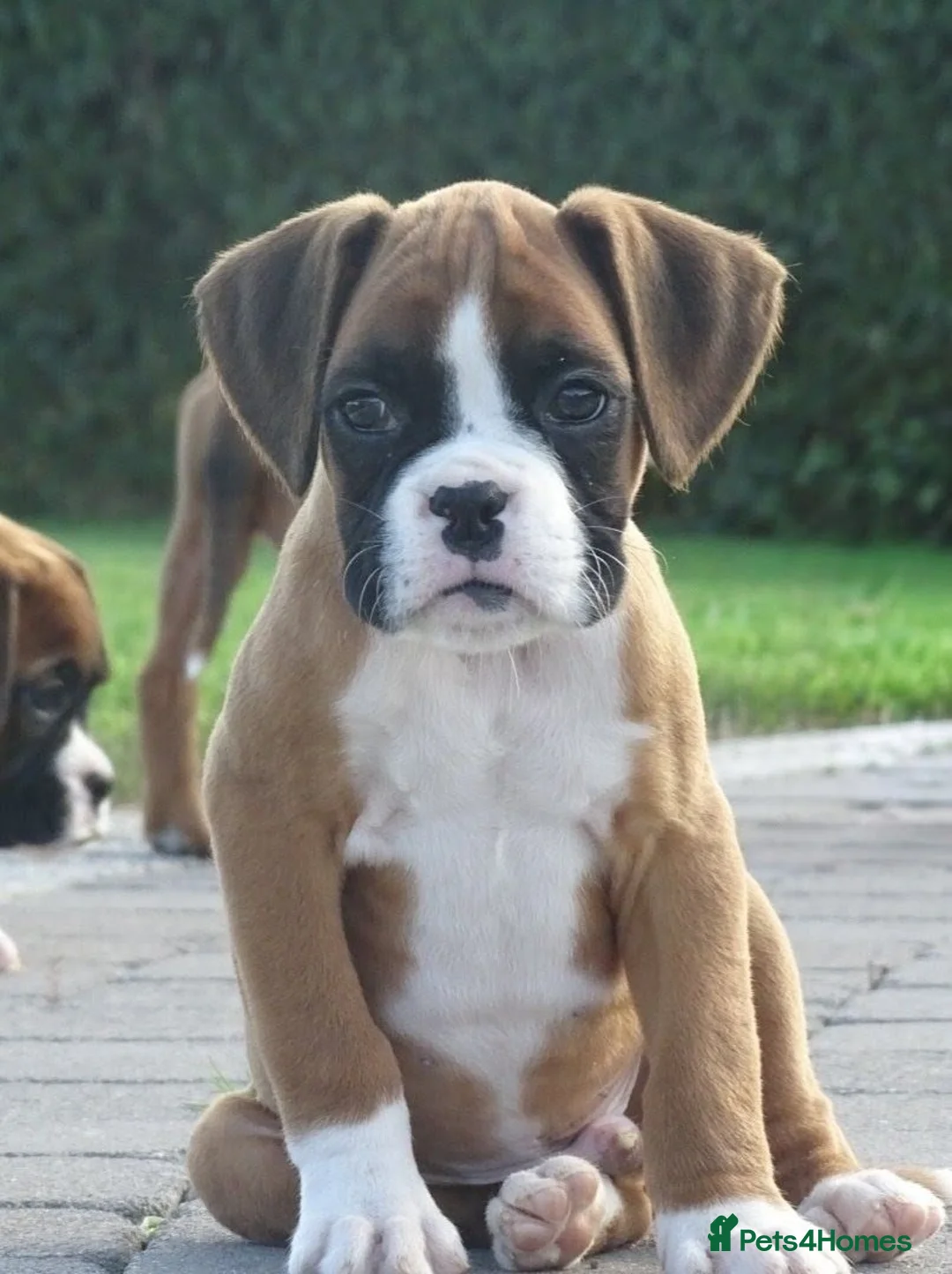 Boxer dogs for sale: Beautiful boxer puppies  - Advert 1
