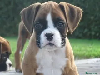 Boxer dogs Beautiful boxer puppies - Advert 3