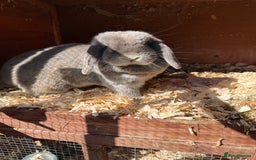 Mini Lop rabbits for sale: Beautiful mini lop doe - Image 2