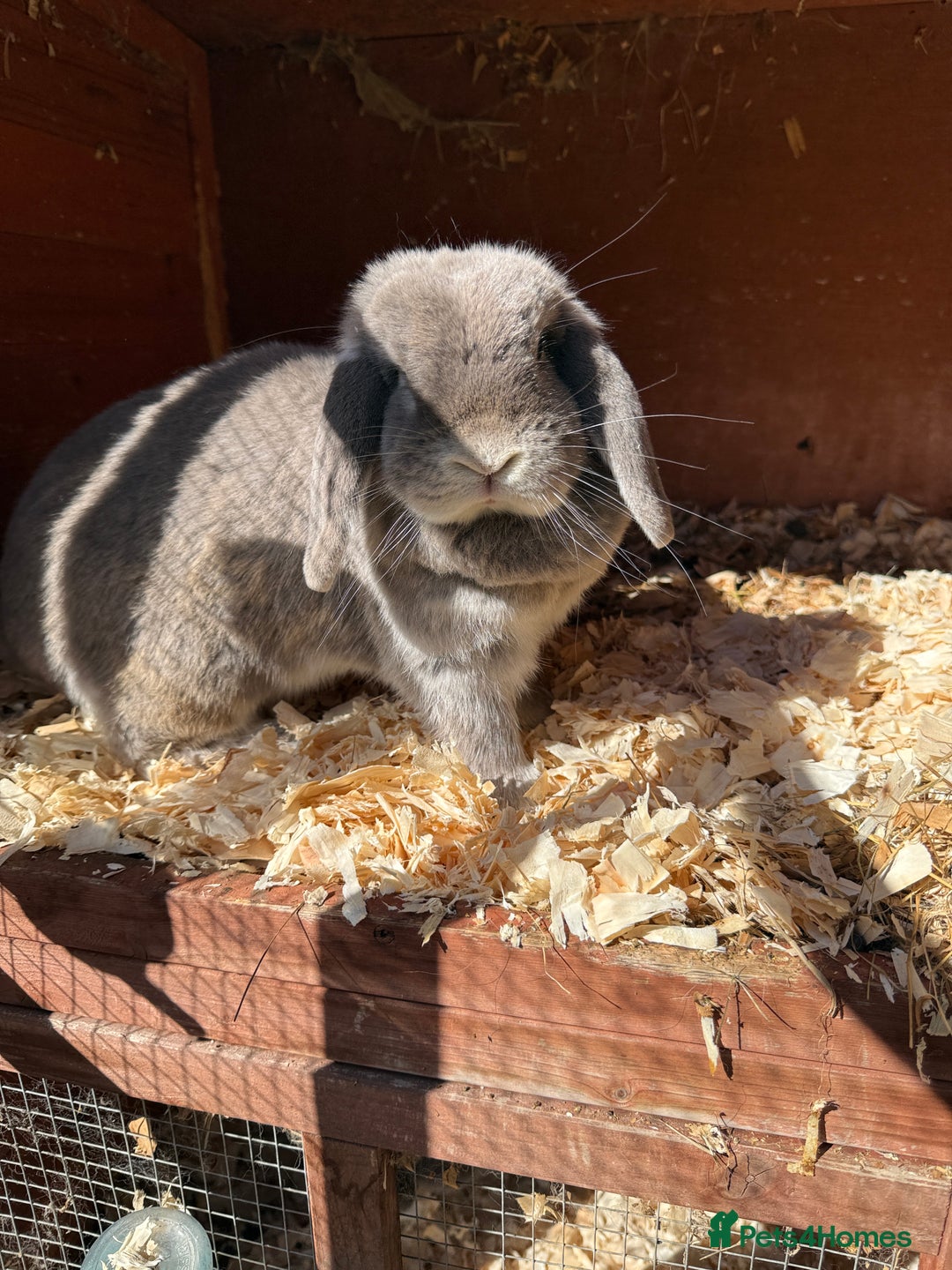 Mini Lop rabbits for sale: Beautiful mini lop doe - Image 2