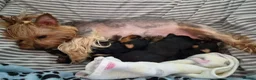 Yorkshire Terrier dogs for sale: Beautiful Yorkie Puppies Looking For Loving Homes - Advert 14