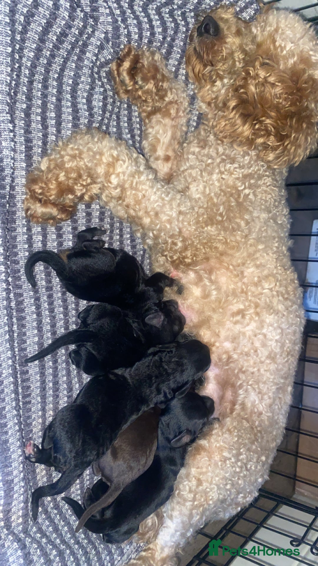 Cockapoo dogs for sale: Cockapoo puppies - Advert 5