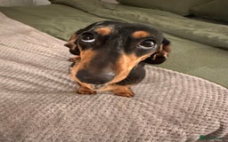 Miniature Dachshund dogs for stud: Mini Dachshund For Stud - Image 7