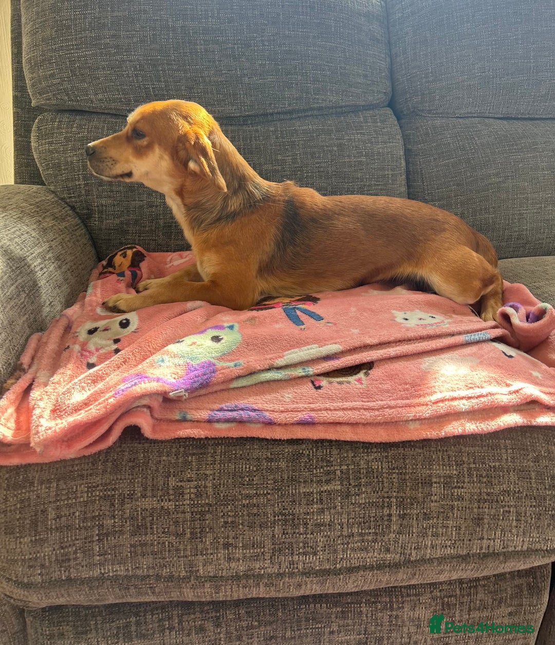 Jack Russell dogs for sale: Female jack russel - Image 2