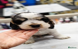 Cocker Spaniel dogs for sale: KC English Show Type Cocker Spaniel Puppies  - Image 16
