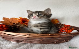 Scottish Fold cats for sale: Scottish fold kittens - Image 2