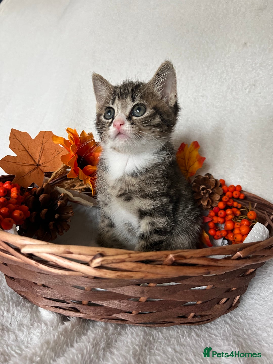 Scottish Fold cats for sale: Scottish fold kittens - Image 2