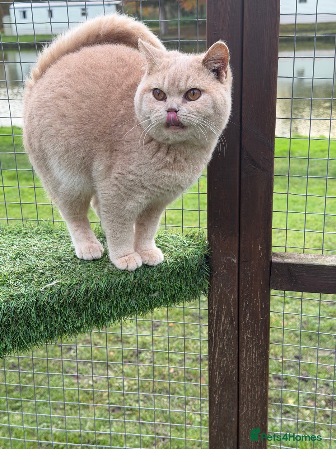 British Shorthair cats for sale: British Shorthair  - Advert 3