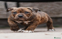 American Bully dogs for sale: Champion Bloodline American Pocket Bully Puppies - Image 30