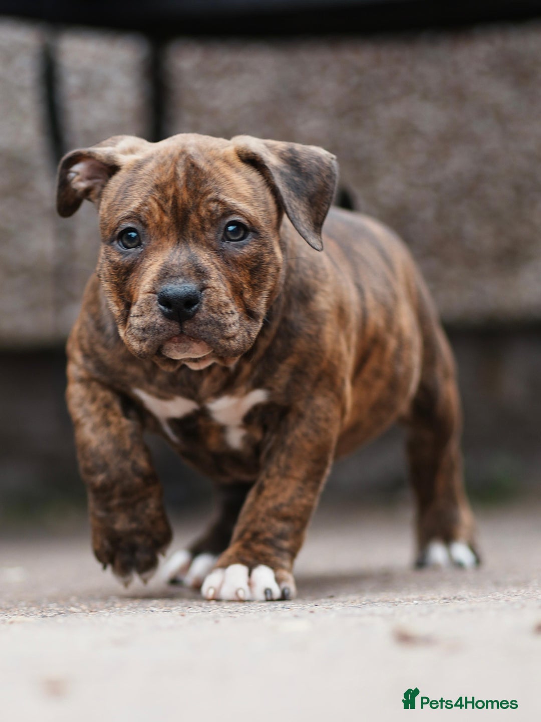 American Bully dogs for sale: Champion Bloodline American Pocket Bully Puppies - Image 30