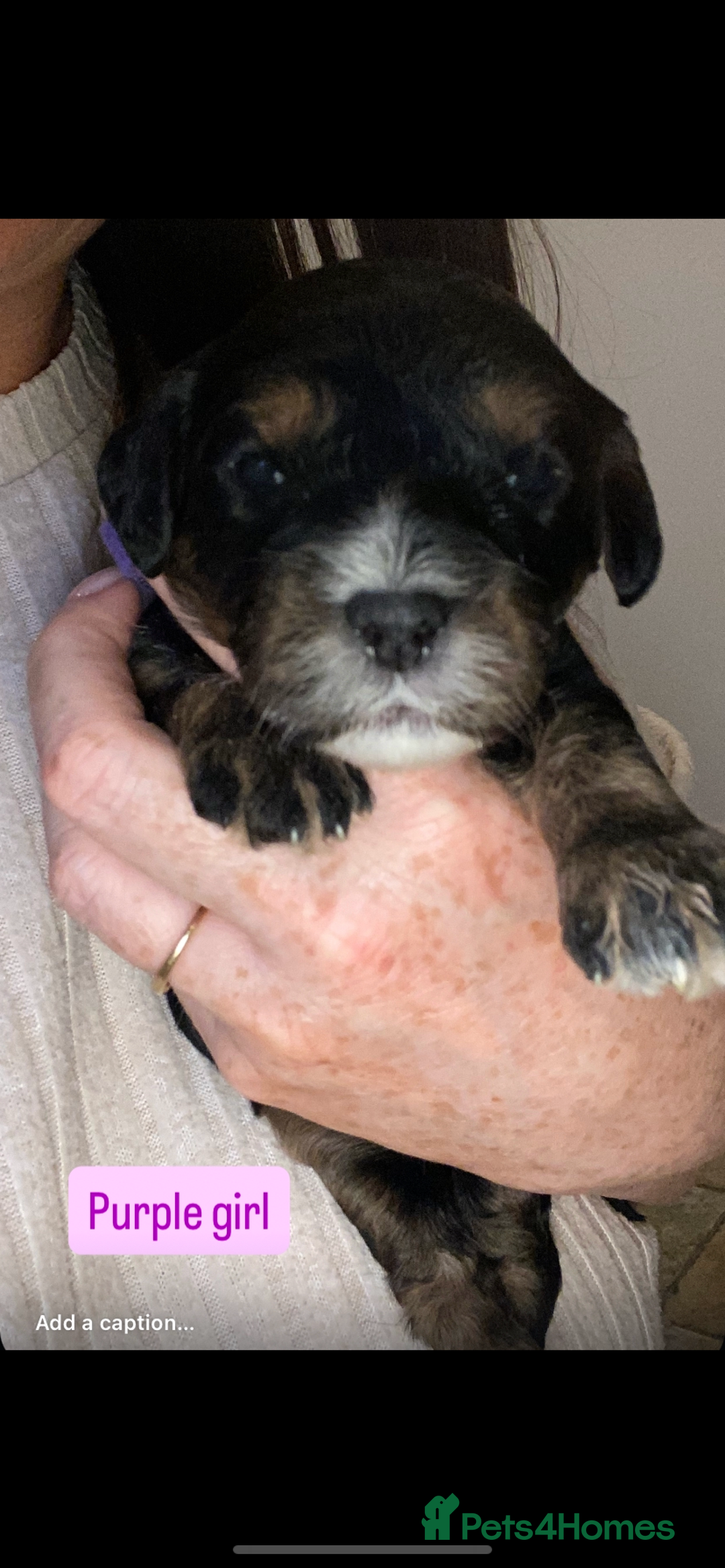 Cavapoo dogs for sale: Beautiful F1 cavapoos phantom 3 girls left 💜💖❤️ - Image 24