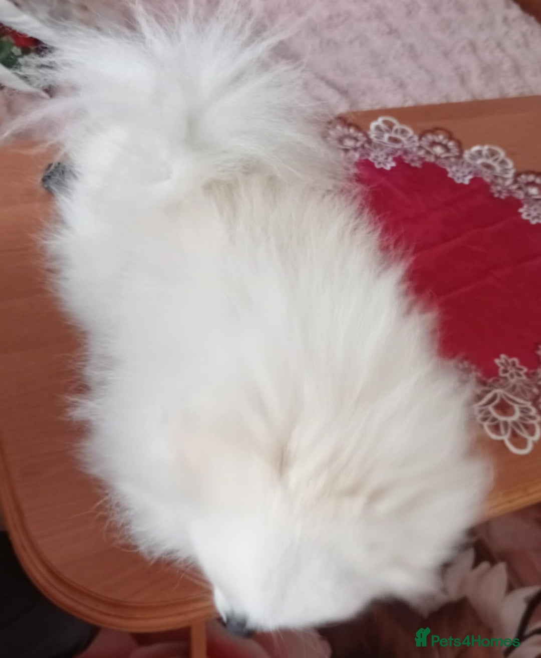 Pomeranian dogs for stud: Ozi Ready to meet - Image 4