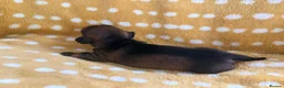 Miniature Dachshund dogs for sale: 1 Beautiful Miniature Dachshund Puppy left! 🩷 - Advert 27