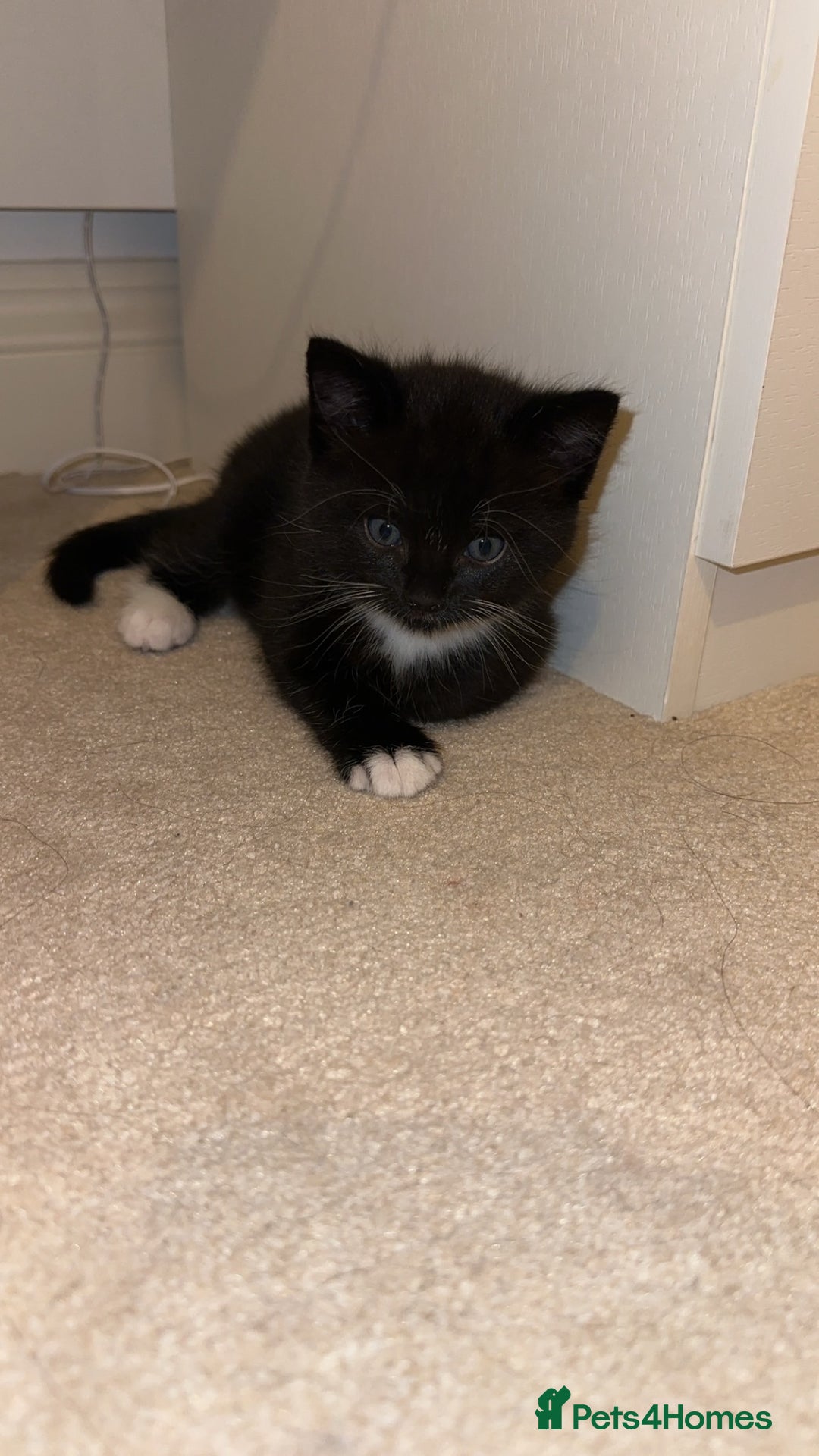 Mixed Breed cats for sale: 2 half tabby male kittens  - Advert 5