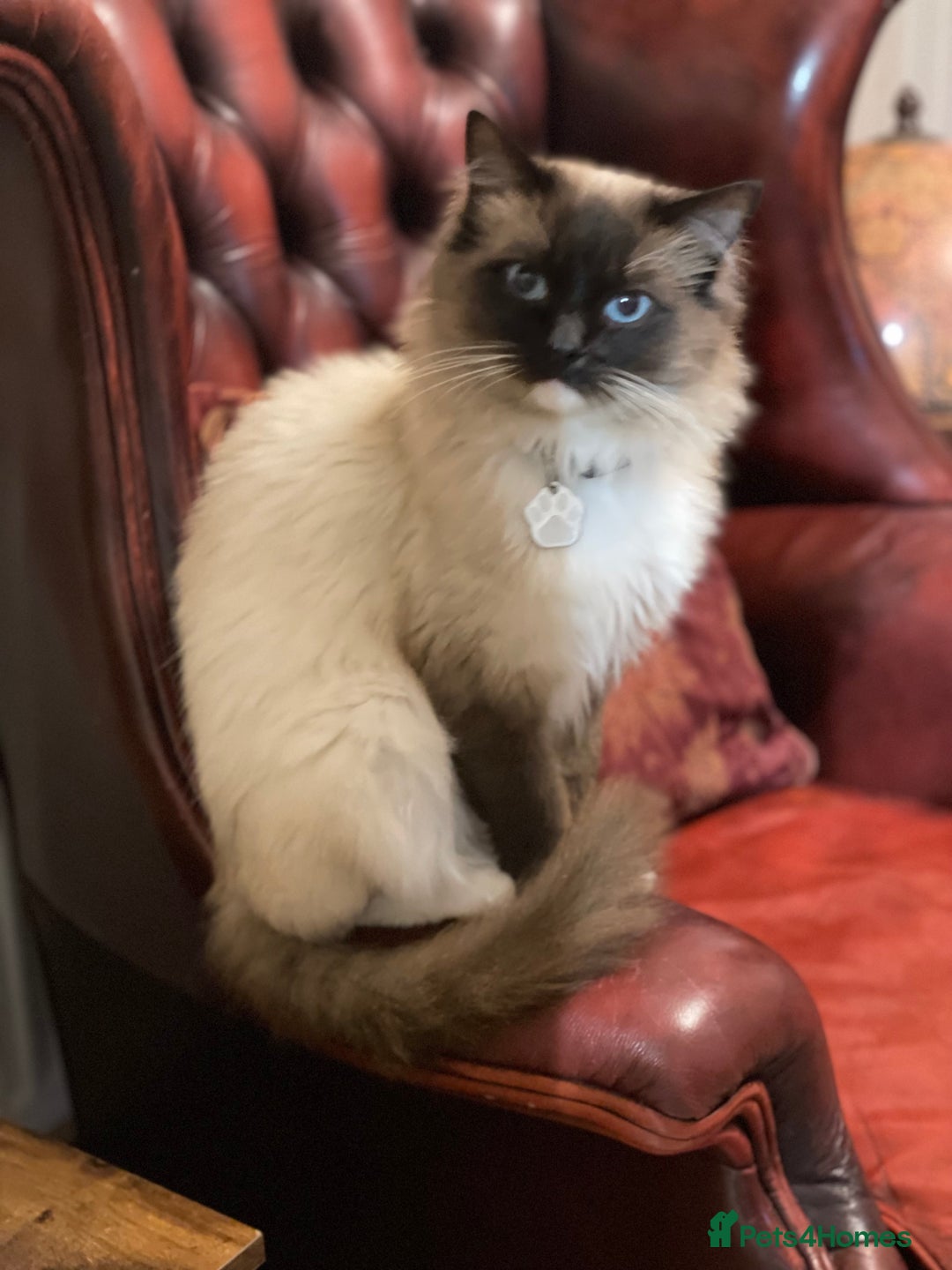 Ragdoll cats for sale: DNA tested Ragdoll Kittens - Image 7