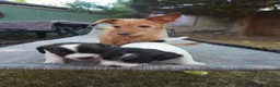 Jack Russell dogs for sale: Miniature Jack Russell Puppies  in Windlesham - Advert 7