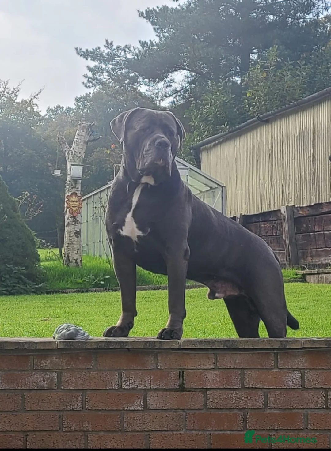 Cane Corso dogs for stud: Big Vince CaneCorso Stud - Advert 1