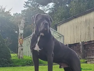 Cane Corso dogs Big Vince CaneCorso Stud - Advert 10