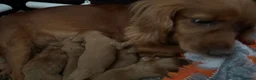 Cocker Spaniel dogs for sale: Kc Health Tested Working Cocker Pups - Advert 3
