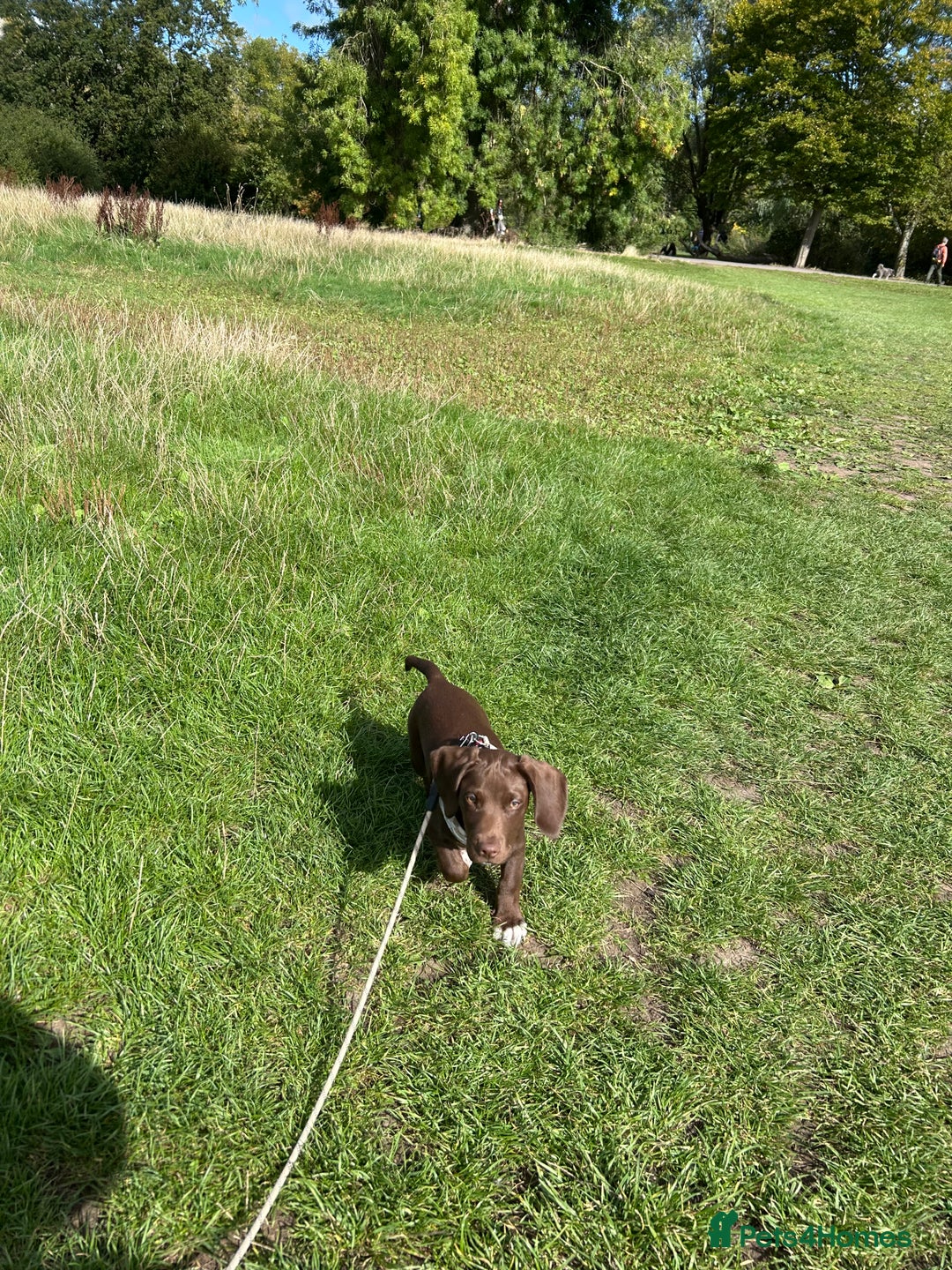Bocker dogs for sale: 🐶 Cocker Spaniel x Beagle (Bocker) Puppy 🐶 - Image 12
