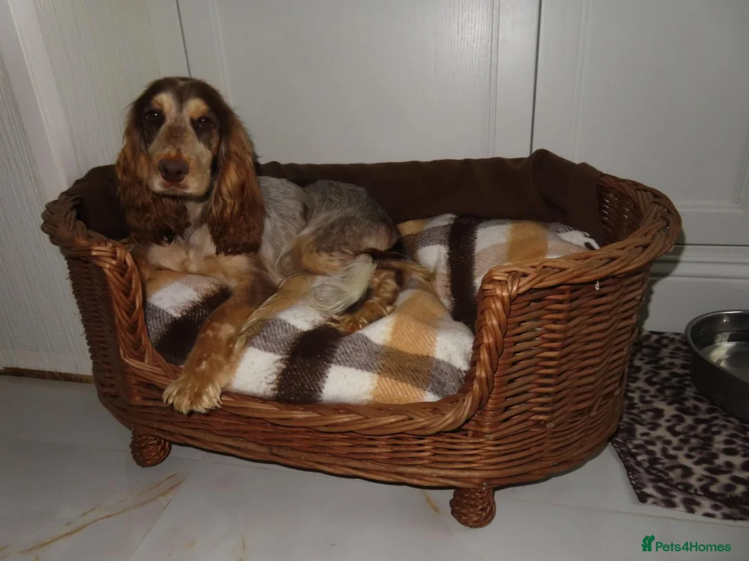 Cocker Spaniel dogs for sale: Cocker spaniel Puppies in Leeds - Advert 1