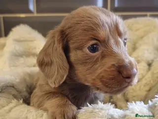 Miniature Dachshund dogs Miniature Dachshund KC Reg Longhair Isabella & Tan - Advert 1