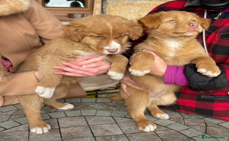Nova Scotia Duck Tolling Retriever dogs - Advert 1