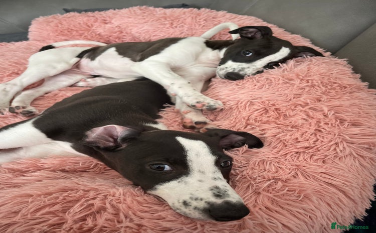 Whippet dogs - Advert 2