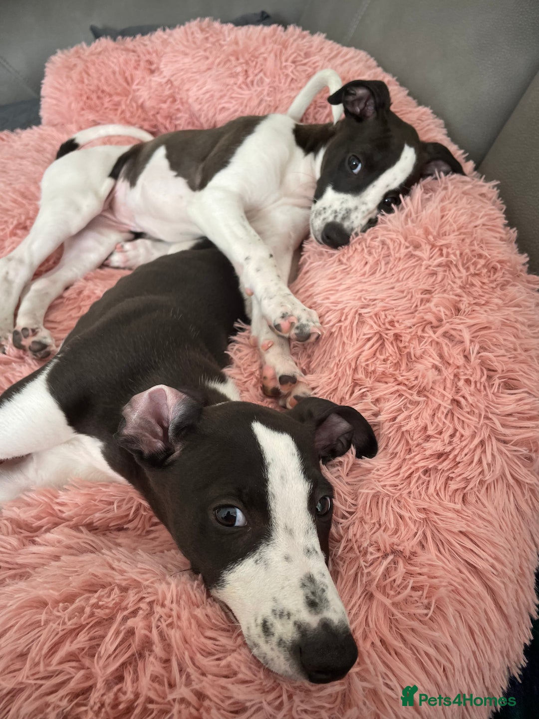 Whippet dogs for sale: KC Registered Whippet Puppies - Image 1