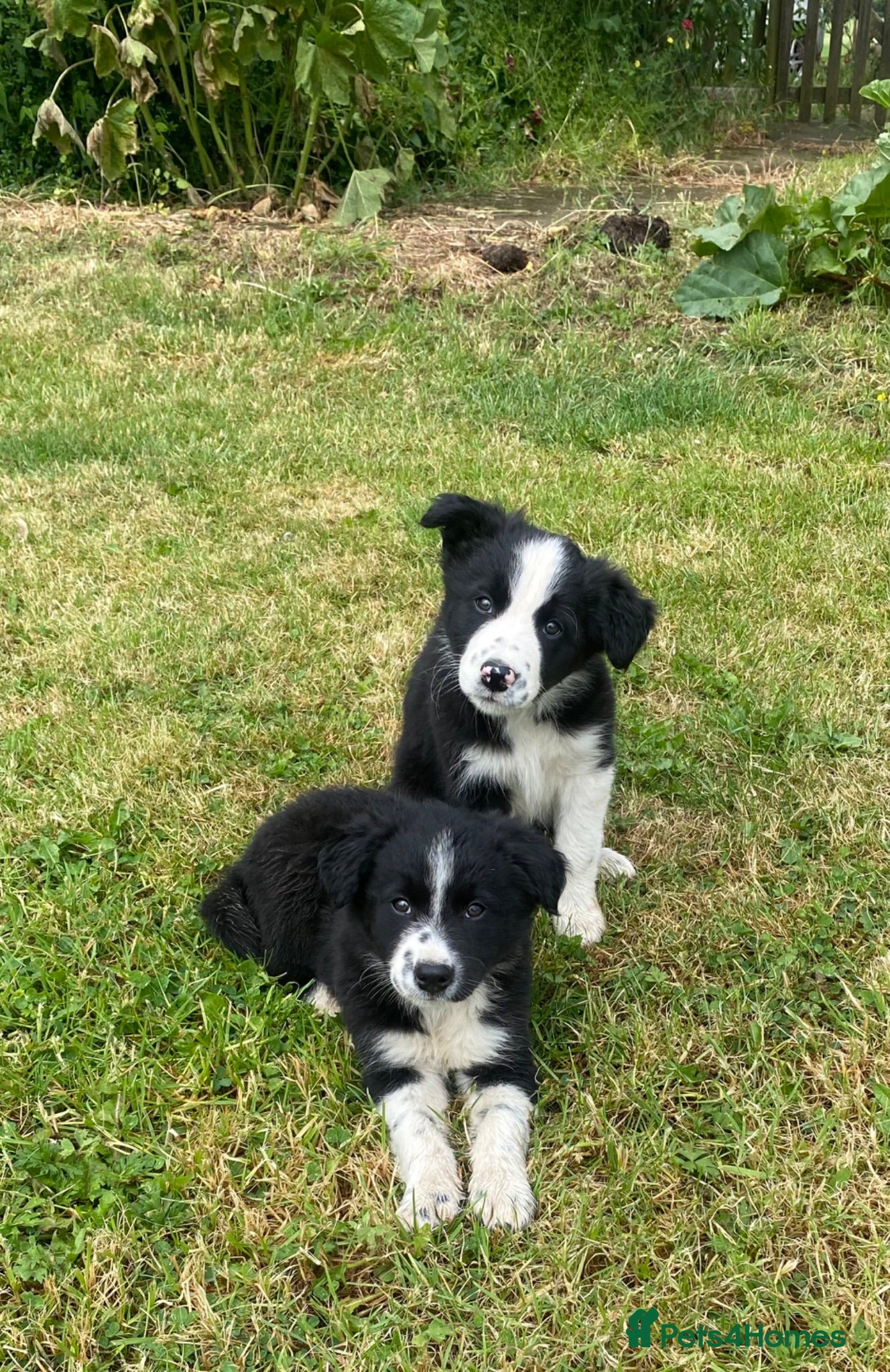 Border Collie dogs BEAUTIFUL BORDER COLLIE PUPS - Advert 10