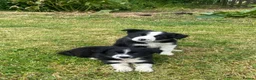Border Collie dogs for sale: BEAUTIFUL BORDER COLLIE PUPS in York - Advert 1