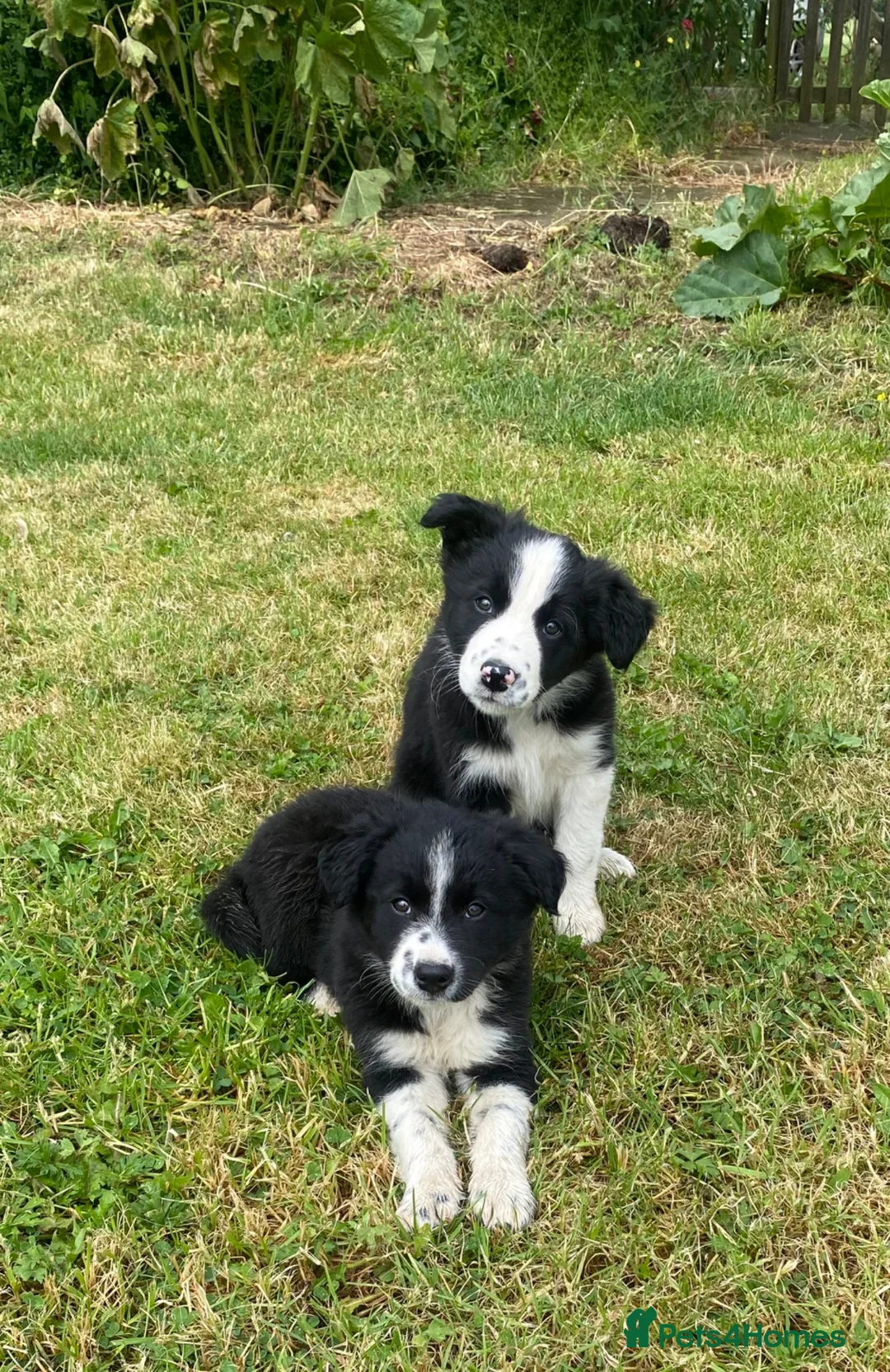 Border Collie dogs for sale: BEAUTIFUL BORDER COLLIE PUPS in York - Advert 1