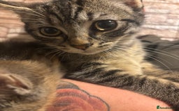 Mixed Breed cats for sale: Beautiful brother and sister  - Image 6