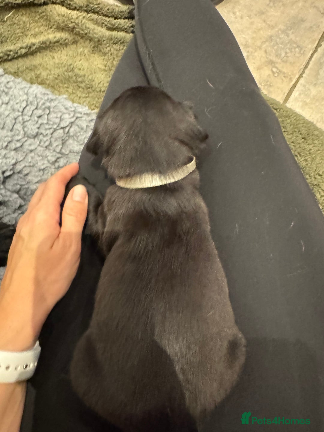 Labrador Retriever dogs for sale: KC Reg Health Tested Working Labradors - Image 31