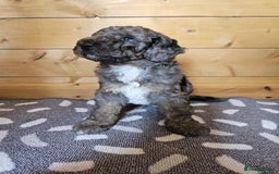 Australian Labradoodle dogs for sale: 💕 Stunning Australian Labradoodles! 💕 - Image 19