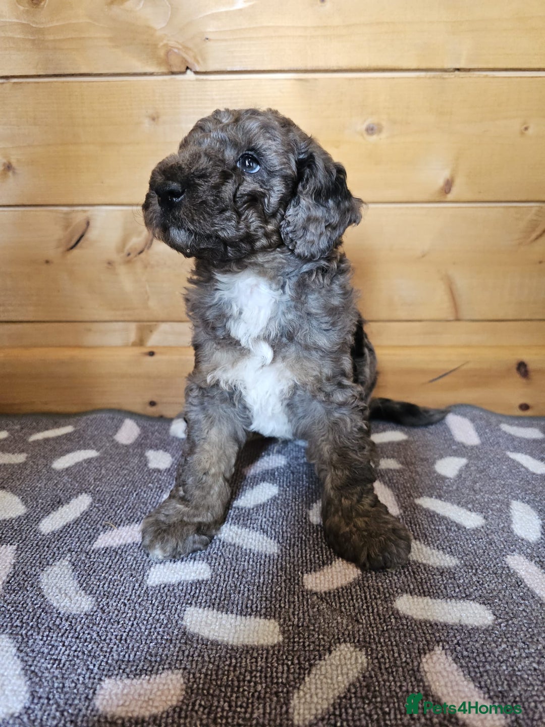 Australian Labradoodle dogs for sale: 💕 Stunning Australian Labradoodles! 💕 - Image 19