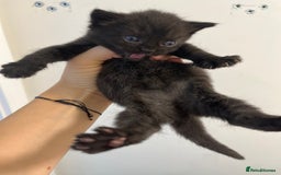 Scottish Fold cats for sale: Scottish fold X kittens for sale - Image 3