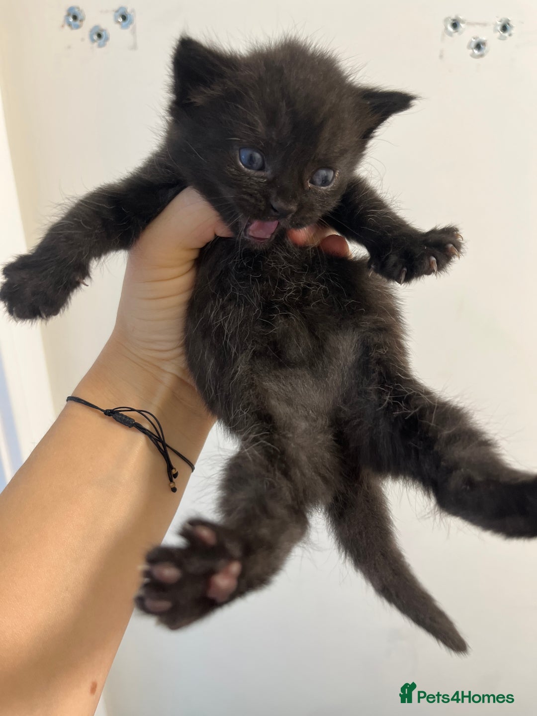 Scottish Fold cats for sale: Scottish fold X kittens for sale - Image 3
