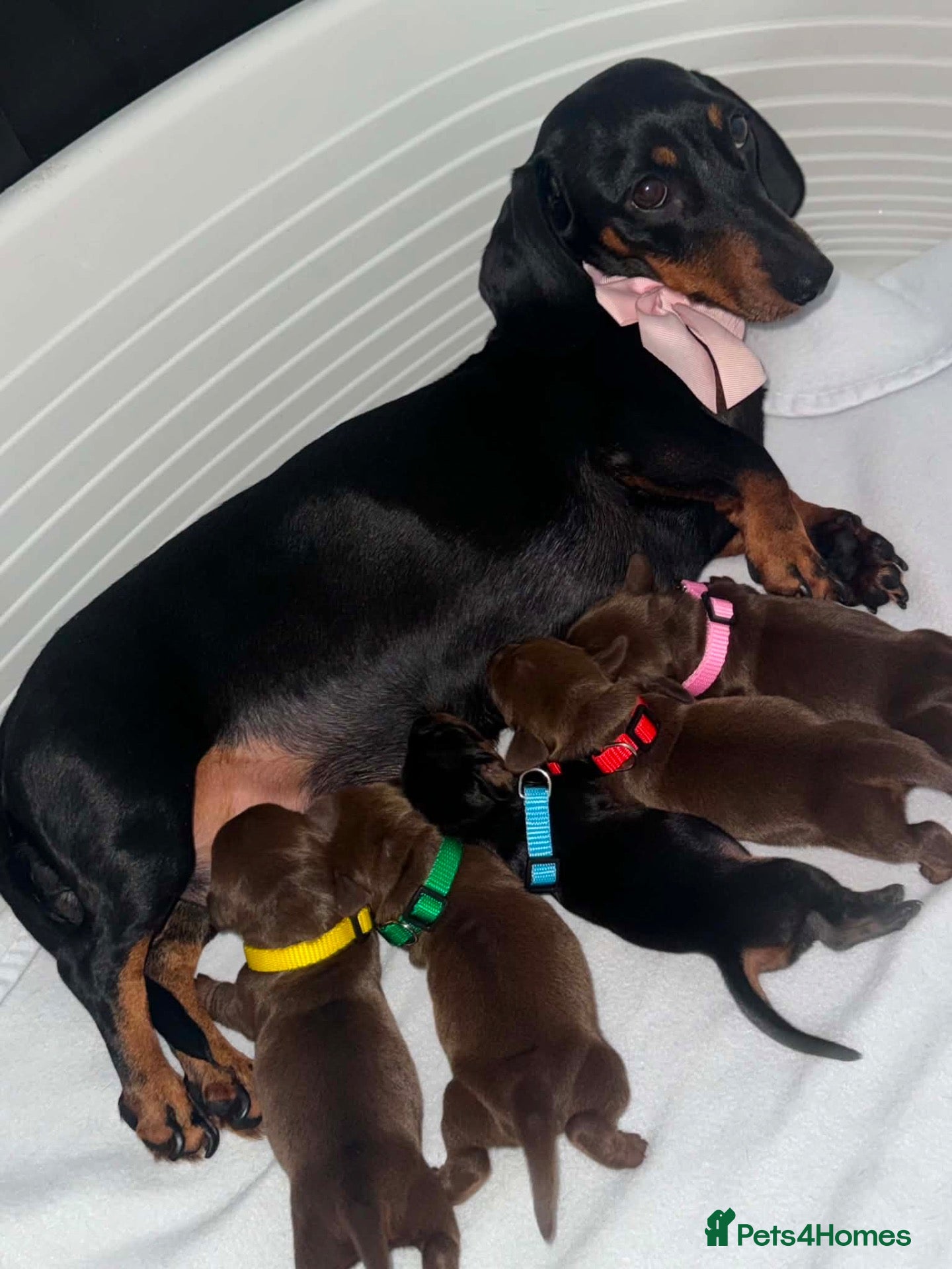 Miniature Dachshund dogs Stunning Miniature Dachshunds (Isabella Carriers) - Advert 1