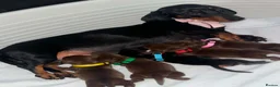 Miniature Dachshund dogs for sale: Stunning Miniature Dachshunds (Isabella Carriers) - Advert 1