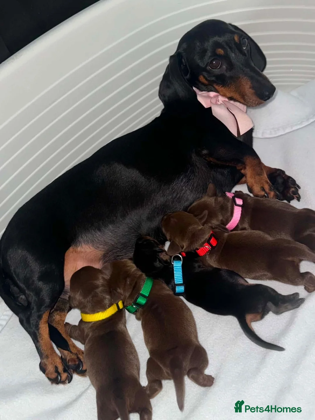 Miniature Dachshund dogs for sale: Stunning Miniature Dachshunds (Isabella Carriers) - Advert 1