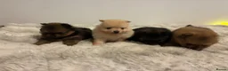 Pomeranian dogs for sale: Teddy Bear pomeranian puppies  - Advert 4