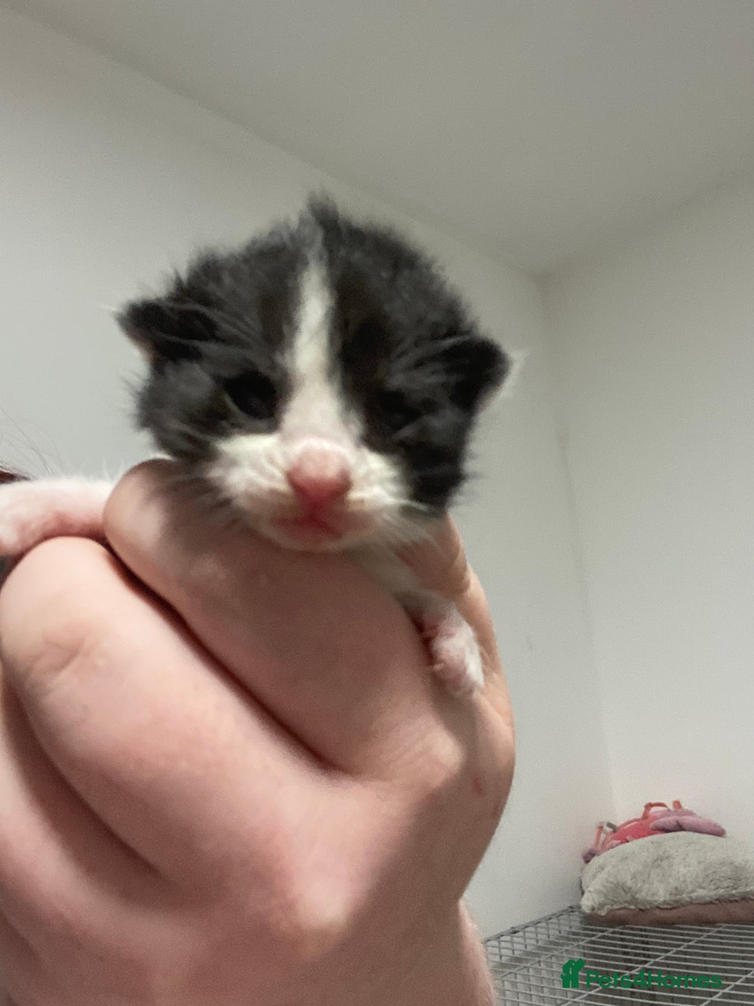 Mixed Breed cats for sale: 5 beautiful mixed breed kittens❤️ - Image 6