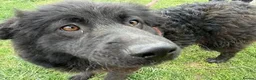 Mixed Breed dogs for adoption: Meet Sabrina, currently residing in Nottingham  in Nottingham - Advert 4