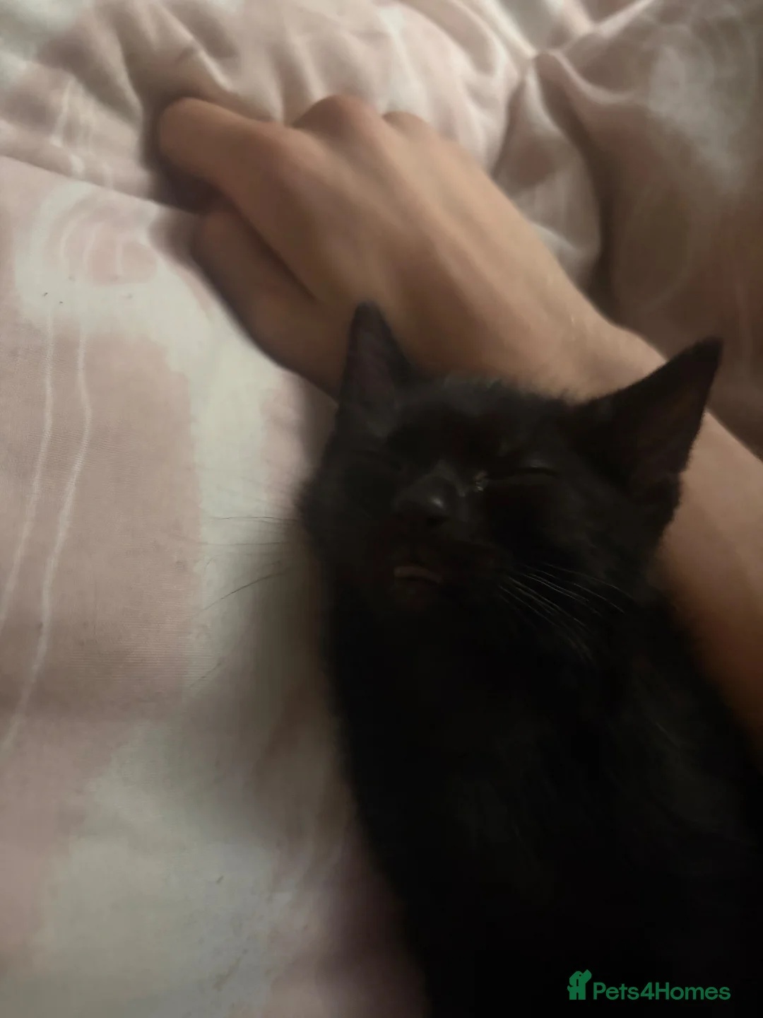 Mixed Breed cats for sale: Black 10 week old kitten in Hayle - Advert 2