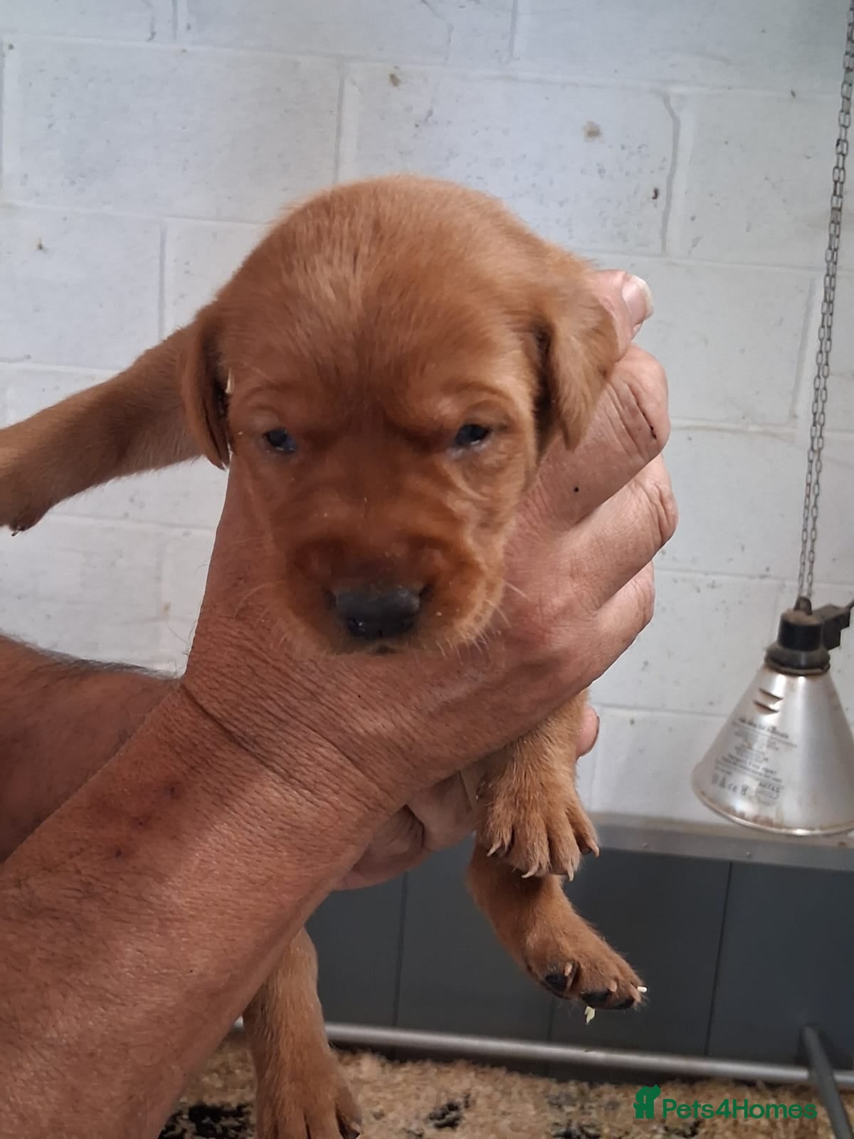 Labrador Retriever dogs Beautiful litter of puppies for sale - Advert 2
