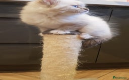 Siberian cats for sale: Hypoallergenic Siberian Neva Masquerade kitten - Image 3