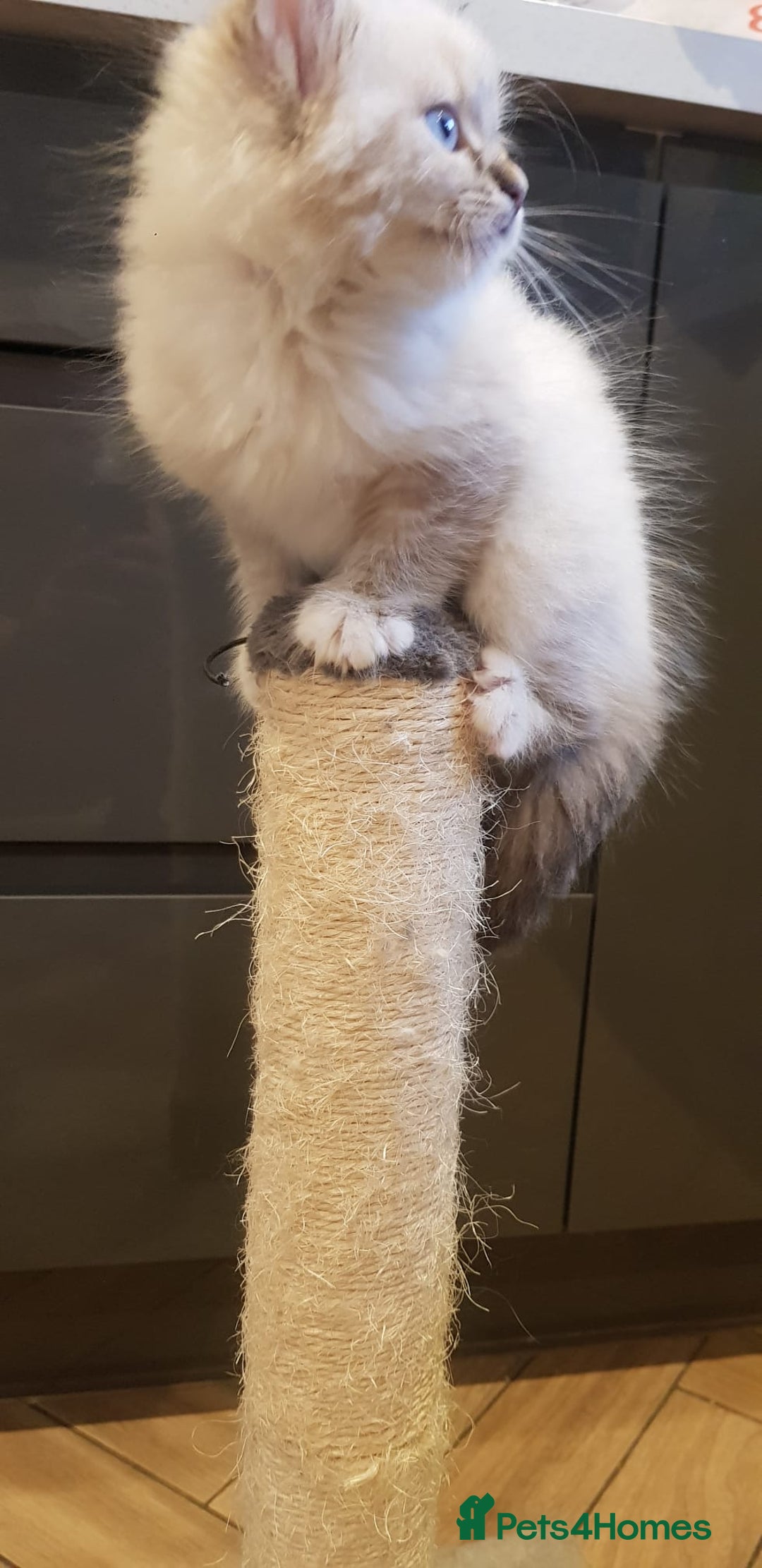 Siberian cats for sale: Hypoallergenic Siberian Neva Masquerade kitten - Image 3